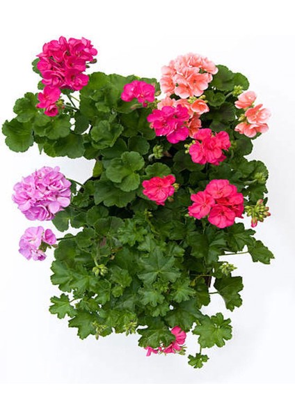 Videolu 1 Adet Beyaz Sardunya Çiçeği 15-25 cm Saksılı Çiçekli Bodur Bitkiler Geranium