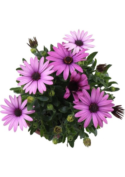 Bodrum Papatyası - Osteospermum - Saksı'da Canlı Çiçek - Pembe Renk fiyatları