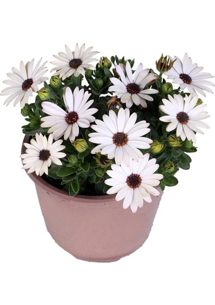 Bodrum Papatyası - Osteospermum - Saksı'da Canlı Çiçek - Beyaz Renk