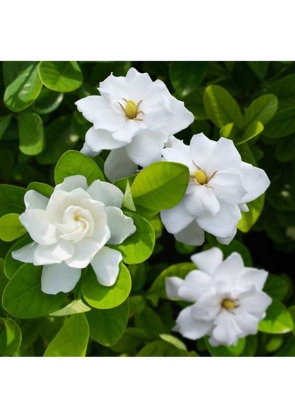 Gardenya Çiçeği-Gardenia Jasminoides- Köklü,kendi Bitkini Yetiştir