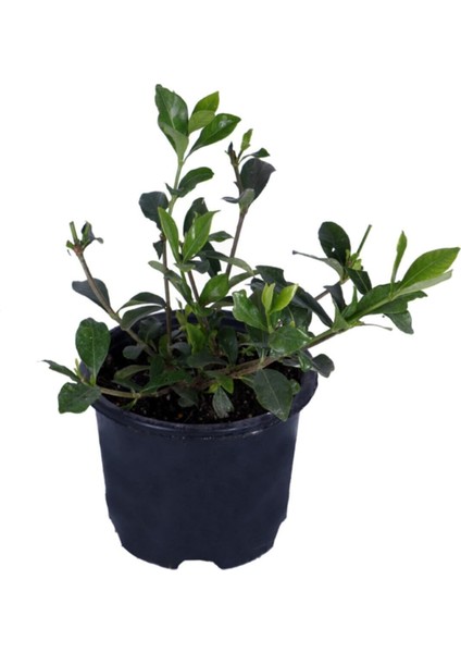 Gardenya Çiçeği-Gardenia Jasminoides- Köklü,kendi Bitkini Yetiştir
