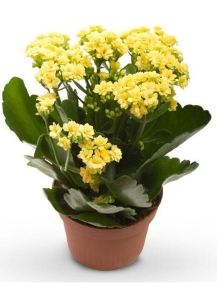 Güneş Renk Canlı Kalonchoe (Kalanşo) Çiçeği