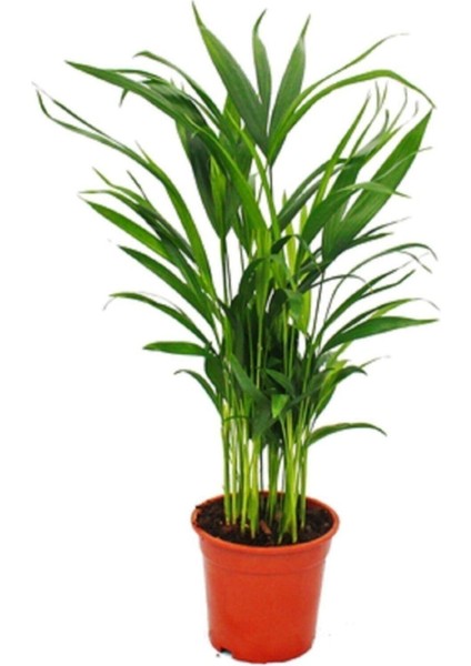Areca Palmiyesi Salon Palmiyesi Areca Lutescens 50 60 cm Ev Bitkisi Ofis Bitkisi Salon Bitkisi