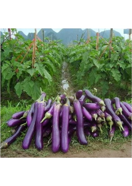 Süper Paket 125 Adet Tohum Ithal Nadir Dev Kemer Patlıcan Tohumu