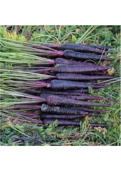 Nadir Ithal Mor Havuç Tohumu 100 Adet Tohum Şalgam Havucu fiyatları