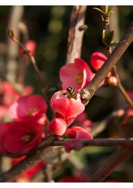 Japon Ayvası (Japanese Quince) Bol Çiçekli Süs Bitkisi Aşılı Meyve Fidanı