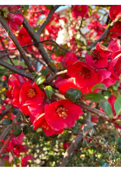 Japon Ayvası (Japanese Quince) Bol Çiçekli Süs Bitkisi Aşılı Meyve Fidanı