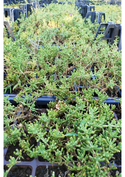 Acem Halısı Fidesi 20 Adet Çiçek Açan Yer Örtücü Bitki Mezem