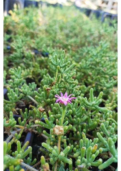 Acem Halısı Fidesi 20 Adet Çiçek Açan Yer Örtücü Bitki Mezem fiyatları