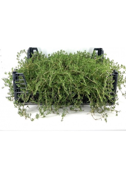 Acem Halısı Fidesi 20 Adet Çiçek Açan Yer Örtücü Bitki Mezem fırsatları