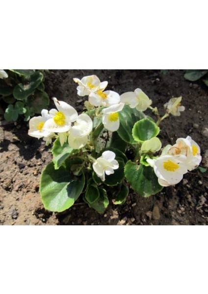 Beyaz Begonya Çiçeği 30 cm Saksılı