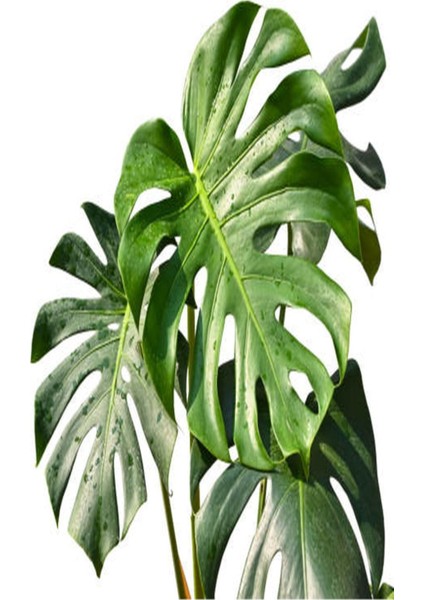 Deve Tabanı Çiçeği Besin Hediyeli Monstera Deliciosa Iç Mekan Bitkisi