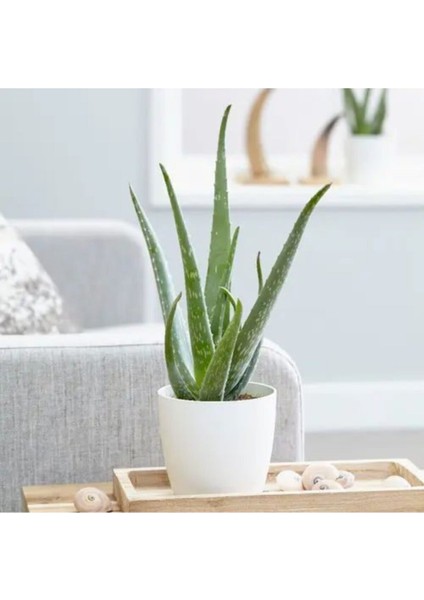 Bol Yavrulu Aloe Vera Bitkisi 40-60 cm