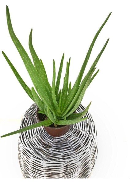 Bol Yavrulu Aloe Vera Bitkisi 40-60 cm