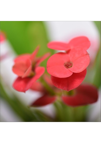 Eforbia Dikenler Tacı Kırmızı Çiçekli