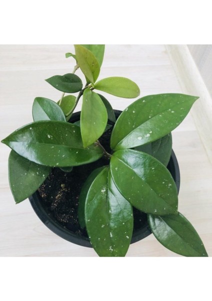Mum Çiçeği Beyaz Renk (Hoya Carnosa) Kokulu 1.kalite fiyatları