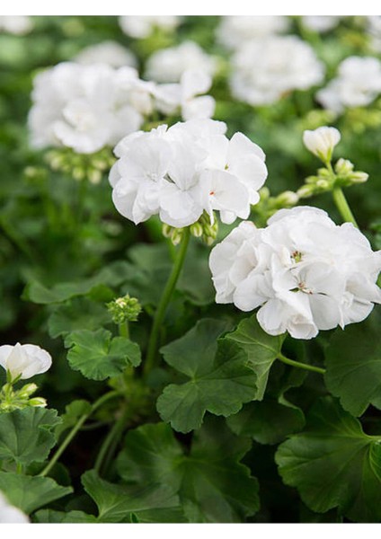 Videolu 1 Adet Beyaz Sardunya Çiçeği 15-25 cm Saksılı Çiçekli Bodur Bitkiler Geranium