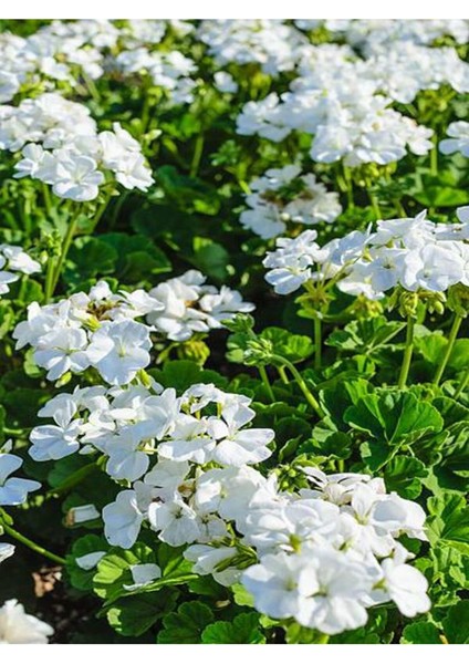 Videolu 1 Adet Beyaz Sardunya Çiçeği 15-25 cm Saksılı Çiçekli Bodur Bitkiler Geranium