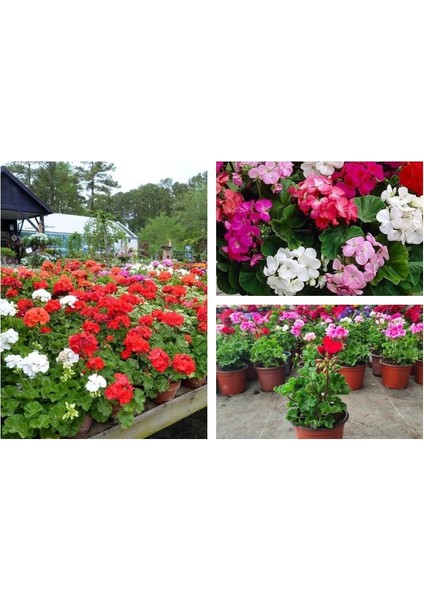 Videolu 1 Adet Beyaz Sardunya Çiçeği 15-25 cm Saksılı Çiçekli Bodur Bitkiler Geranium