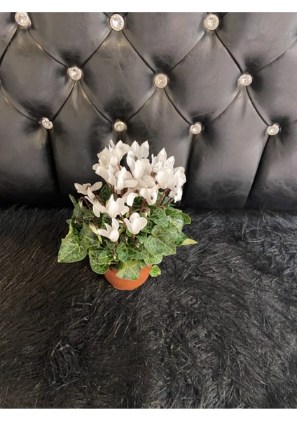 Canlı Sıklamen Hediyelik Ofis Bitkisi Çiçekli