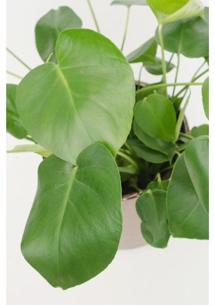 Monstera Deliciosa - Deve Tabanı Midi - Ev Ofis Salon Iç Mekan Bitkisi - 30 cm fiyatları