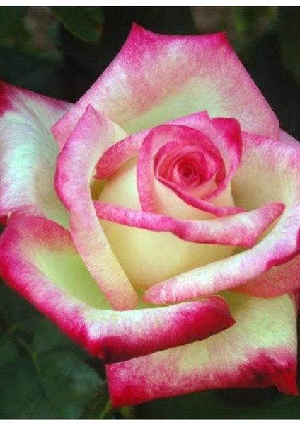 Ebruli Yediveren Saks8ıda Gül Fidanı