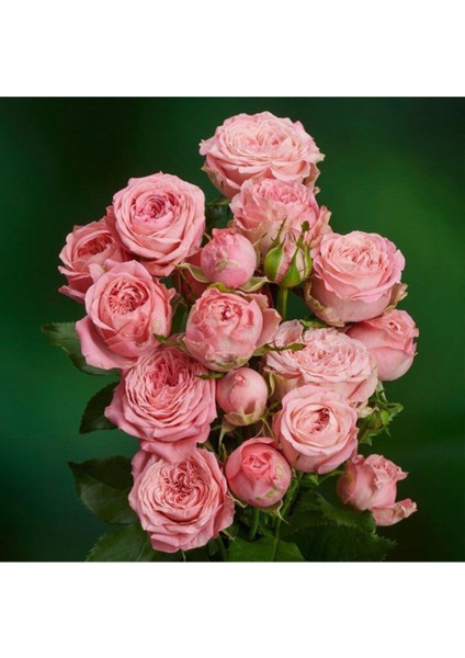 Yediveren Yavruağzı Katmerli Sarmaşık Gül Fidanı 15-25 cm modelleri