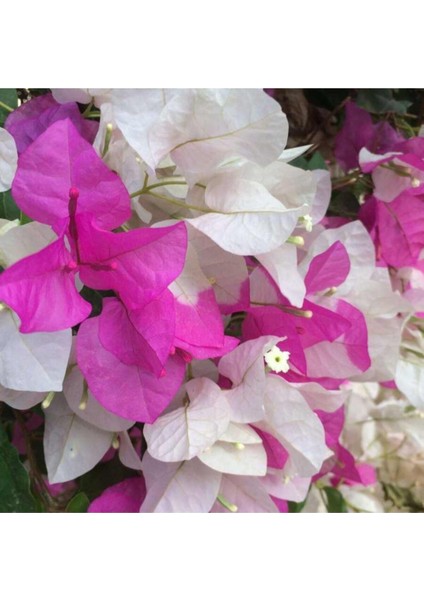 Begonvil Çift Renk Beyaz - Pembe 50 - 70 cm Bougainvillea