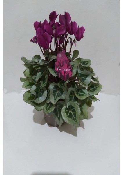 Canlı Siklamen Çiçeği Hediyelik Çiçek