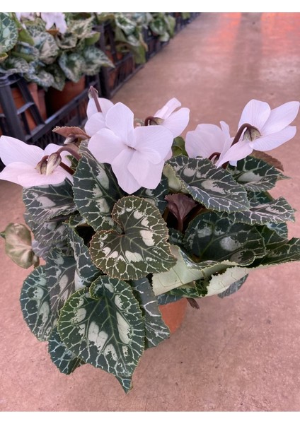 Beyaz Acem Sıklameni Hediyelik Çiçek