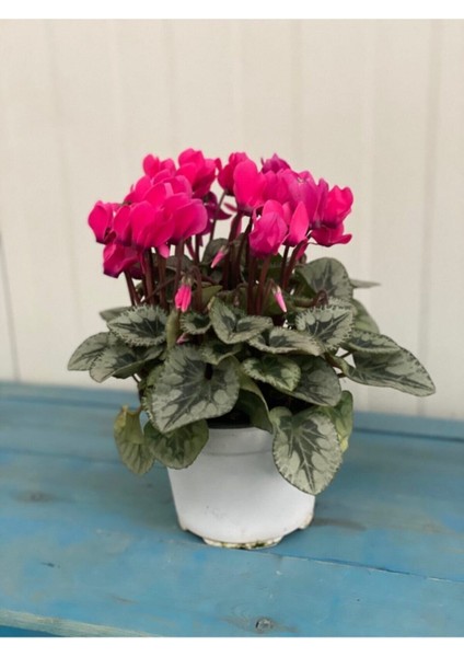 Canlı Pembe Sıklamen Çiçeği 13 cm Saksı Çiçekli Bodur Bitki