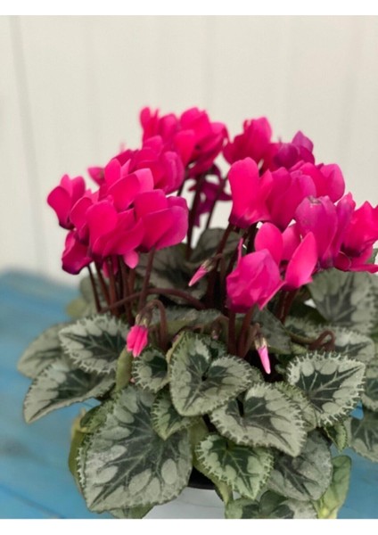 Canlı Pembe Sıklamen Çiçeği 13 cm Saksı Çiçekli Bodur Bitki fiyatları