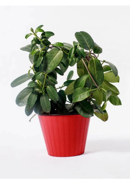 Gardenia Gardenya Çiçek - Bitki Ev Ofis Salon Bitkisi