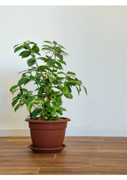 Gardenia Gardenya Çiçek - Bitki Ev Ofis Salon Bitkisi