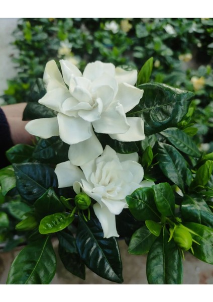 Videolu 1 Adet Çiçekli Müthiş Kokulu Gardenya Çiçeği 20-35 cm Saksılı Iç Mekan Bitkileri Gardenia modelleri