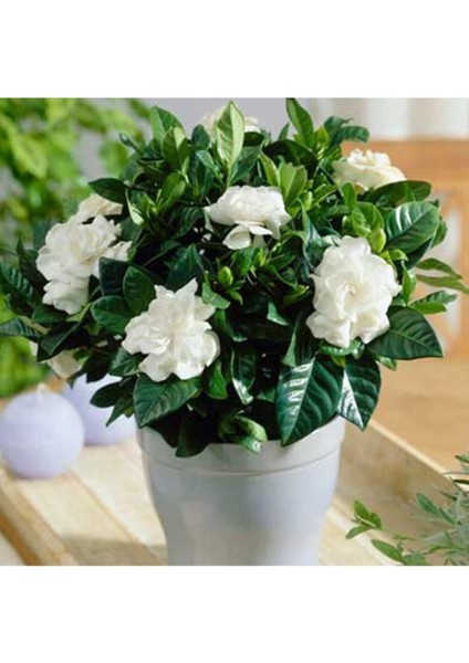 Videolu 1 Adet Çiçekli Müthiş Kokulu Gardenya Çiçeği 20-35 cm Saksılı Iç Mekan Bitkileri Gardenia