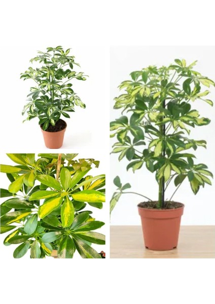 Videolu Tek Dal Tebrik Hediyesi Alacalı Şeflera Çiçeği 50-70 cm Saksılı Iç Mekan Bitki Schefflera