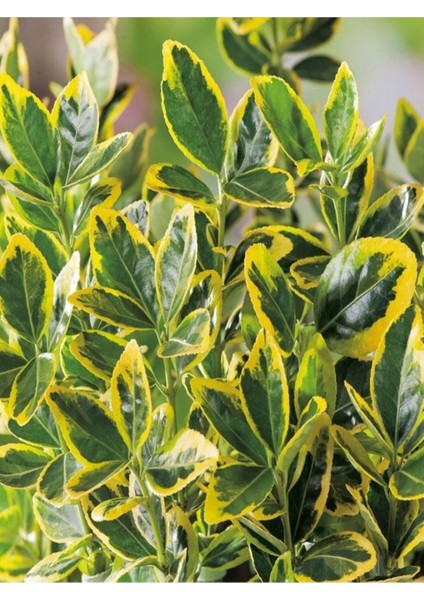Videolu Tek Dal Tebrik Hediyesi Alacalı Şeflera Çiçeği 50-70 cm Saksılı Iç Mekan Bitki Schefflera