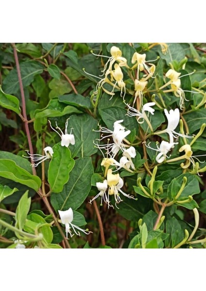 Tüplü/saksılı Hanımeli Sarmaşık Fidanı fiyatları