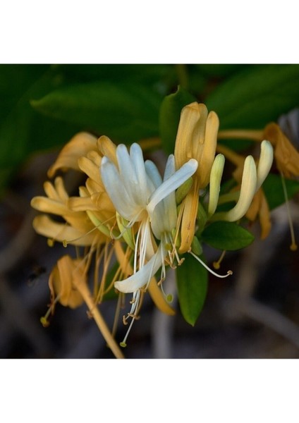 Tüplü/saksılı Hanımeli Sarmaşık Fidanı modelleri