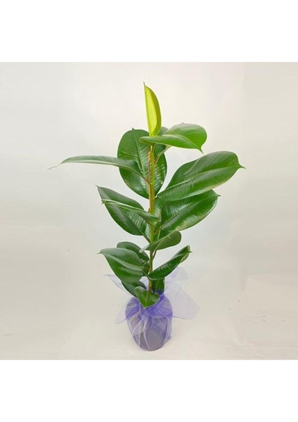Kauçuk Çiçeği 80CM Hediye Paketli+Hediye Notu