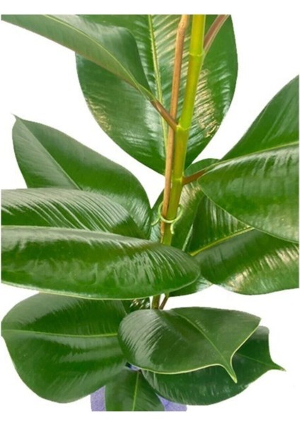 Kauçuk Çiçeği 80CM Hediye Paketli+Hediye Notu