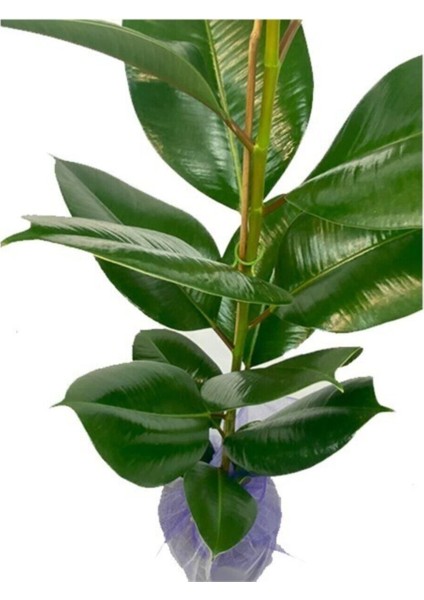 Kauçuk Çiçeği 80CM Hediye Paketli+Hediye Notu