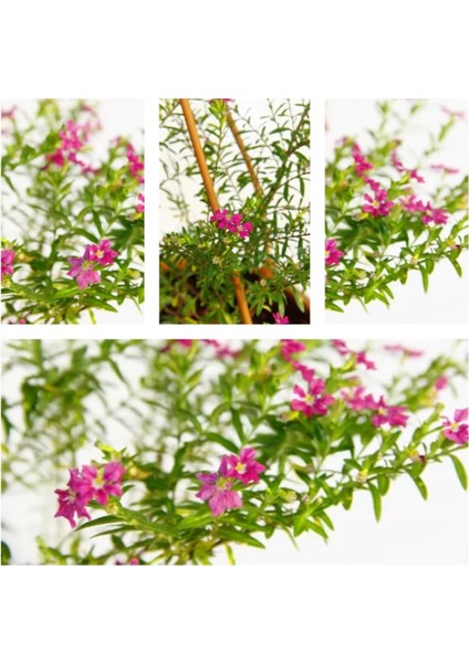 Videolu 1 Adet Pembe Renk Cennet Çiçeği 20-30 cm Tüplü Çiçekli Bodur Bitkiler Pink Strelitzia