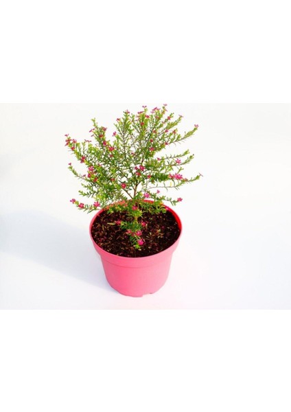 Videolu 1 Adet Pembe Renk Cennet Çiçeği 20-30 cm Tüplü Çiçekli Bodur Bitkiler Pink Strelitzia