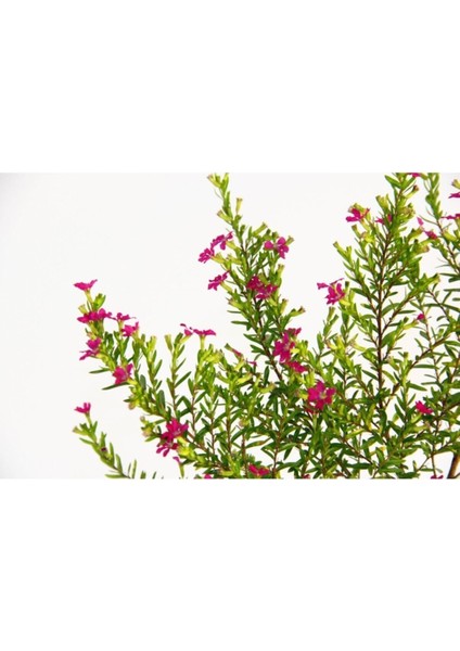 Videolu 1 Adet Pembe Renk Cennet Çiçeği 20-30 cm Tüplü Çiçekli Bodur Bitkiler Pink Strelitzia