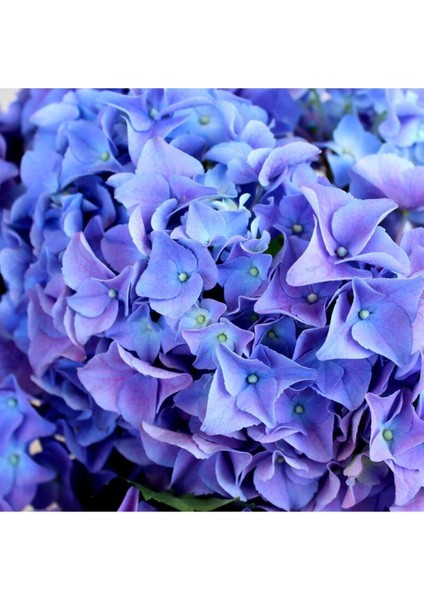 Videolu 1 Adet Ithal Mavi Çiçekli Ortanca Çiçeği 30-50 cm Saksılı Çiçekli Bodur Bitkiler (Hydrangea)