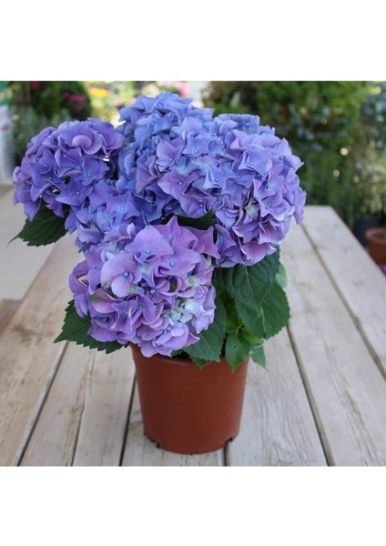 Videolu 1 Adet Ithal Mavi Çiçekli Ortanca Çiçeği 30-50 cm Saksılı Çiçekli Bodur Bitkiler (Hydrangea)