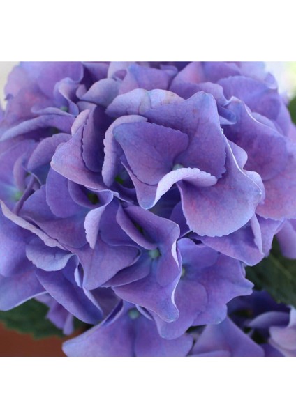 Videolu 1 Adet Ithal Mavi Çiçekli Ortanca Çiçeği 30-50 cm Saksılı Çiçekli Bodur Bitkiler (Hydrangea)