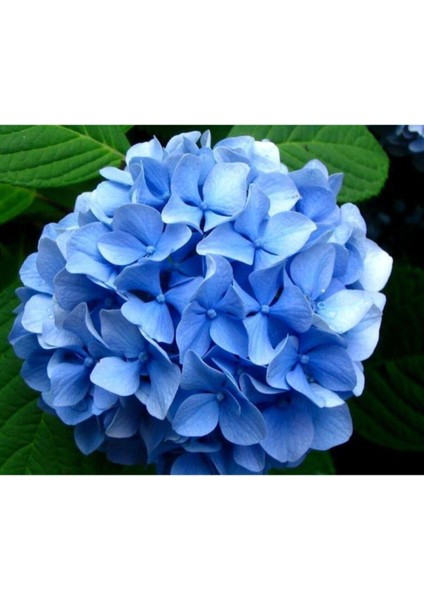 Videolu 1 Adet Ithal Mavi Çiçekli Ortanca Çiçeği 30-50 cm Saksılı Çiçekli Bodur Bitkiler (Hydrangea)